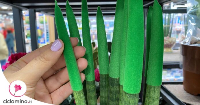 sansevieria-cylindrica-punte-colorate