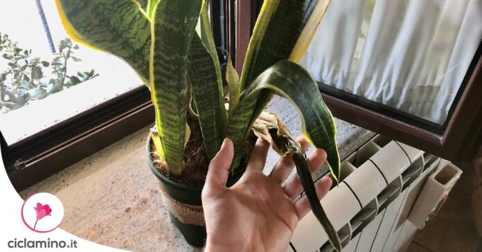 sansevieria-foglie-marce