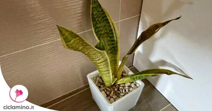 sansevieria-foglie-pallide