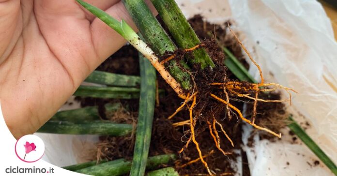 sansevieria-radici-marce