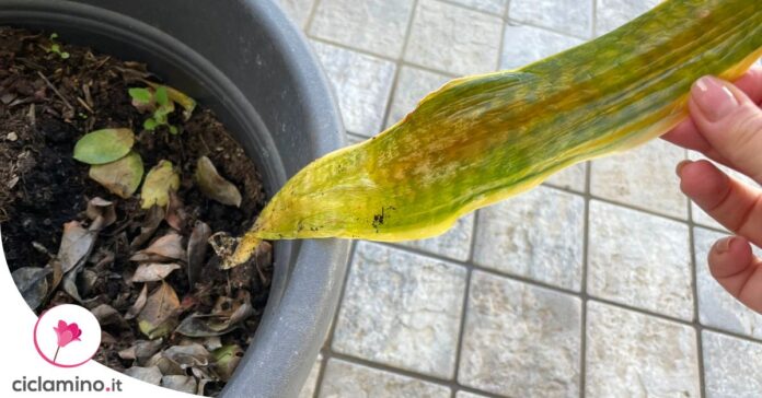 sansevieria-senza-radici
