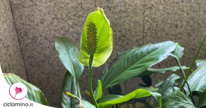 spatafillo-fiore-verde