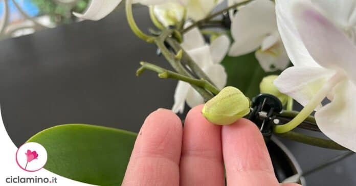 stimolare-fioritura-orchidea