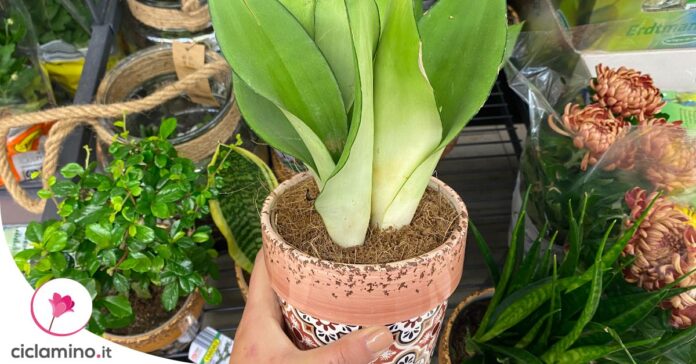 varieta-sansevieria-interno
