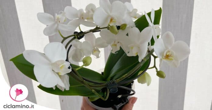come-intrecciare-orchidea