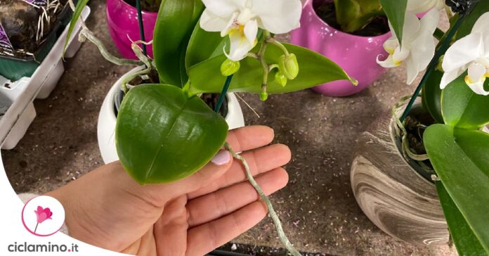 come-moltiplicare-orchidea-radice