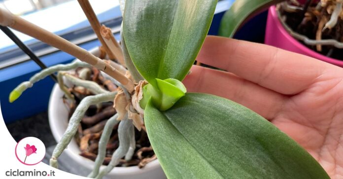 come-stimolare-nuove-foglie-orchidea