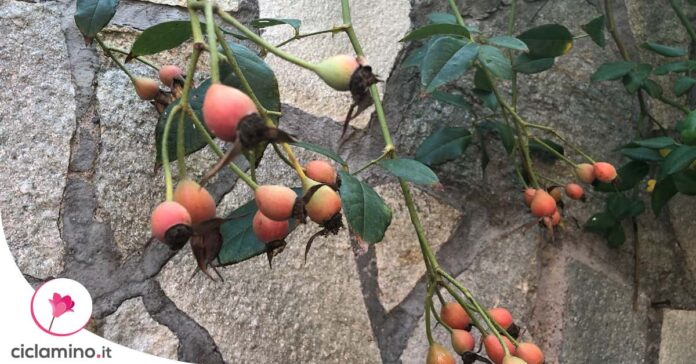 moltiplicare-rosa-falso-frutto