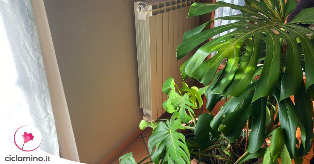 monstera-foglie-grandissime