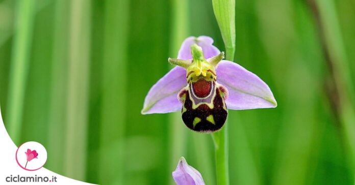 orchidea-a-forma-di-ape