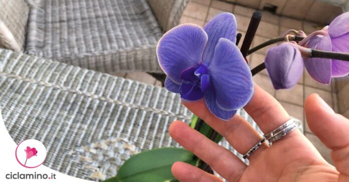 orchidea-fiori-blu