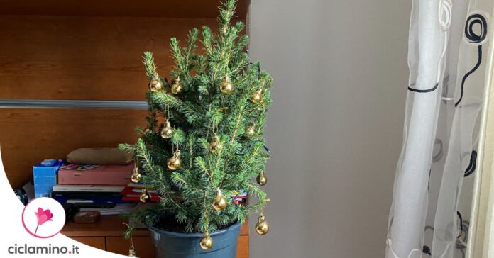 picea-glauca-conica