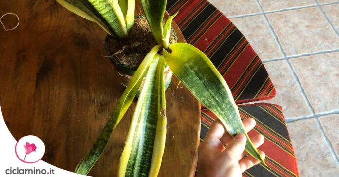 sansevieria-foglie-verso-il-basso
