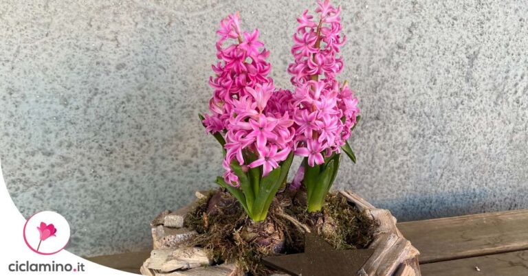 6 Bulbi Di Tuberosa - Fiori Profumati, Facili Da Coltivare, Per Giardino E Fiori Recisi
