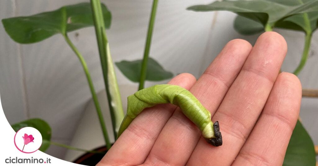 monstera-foglia-nuova-macchie