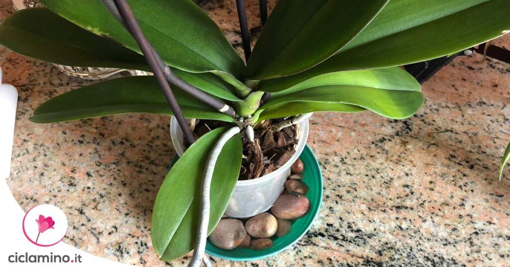 umidita-orchidea