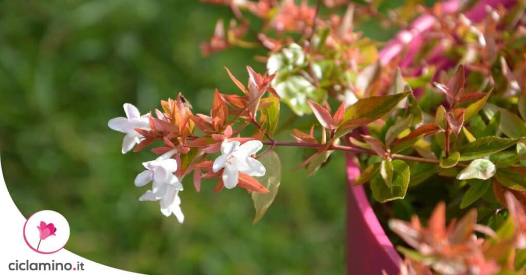 abelia