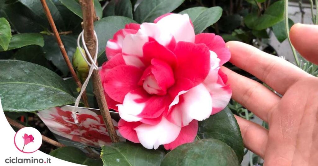 camelia-variegata