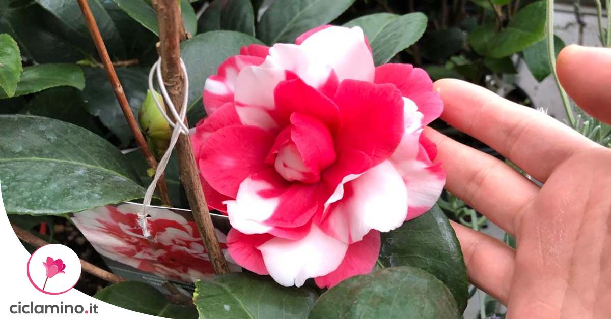 100 Semi Di Camelia Bianchi E Rossi, Semi Di Alta Qualità Per Bonsai E Giardino, Facili Da Coltivare