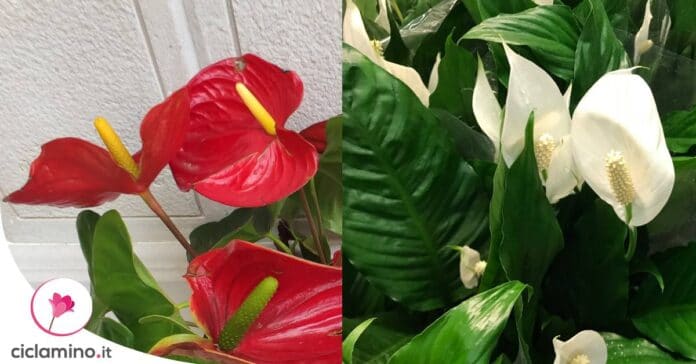 differenze-anthurium-spatafillo