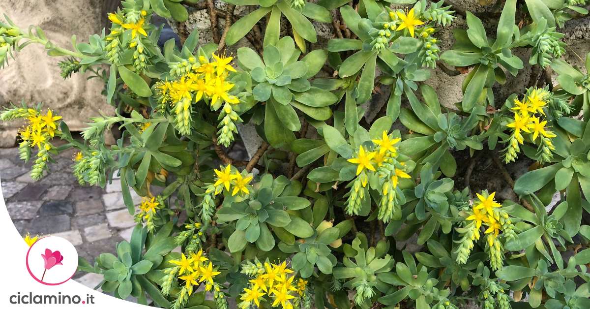 far-fiorire-sedum