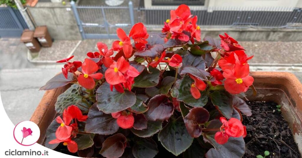 begonia-pianta-da-balcone