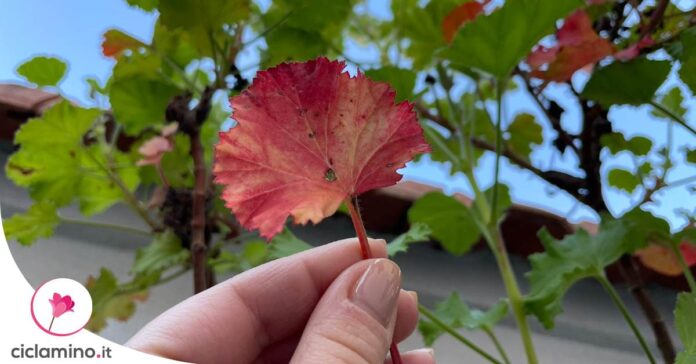 gerani-foglie-rosse