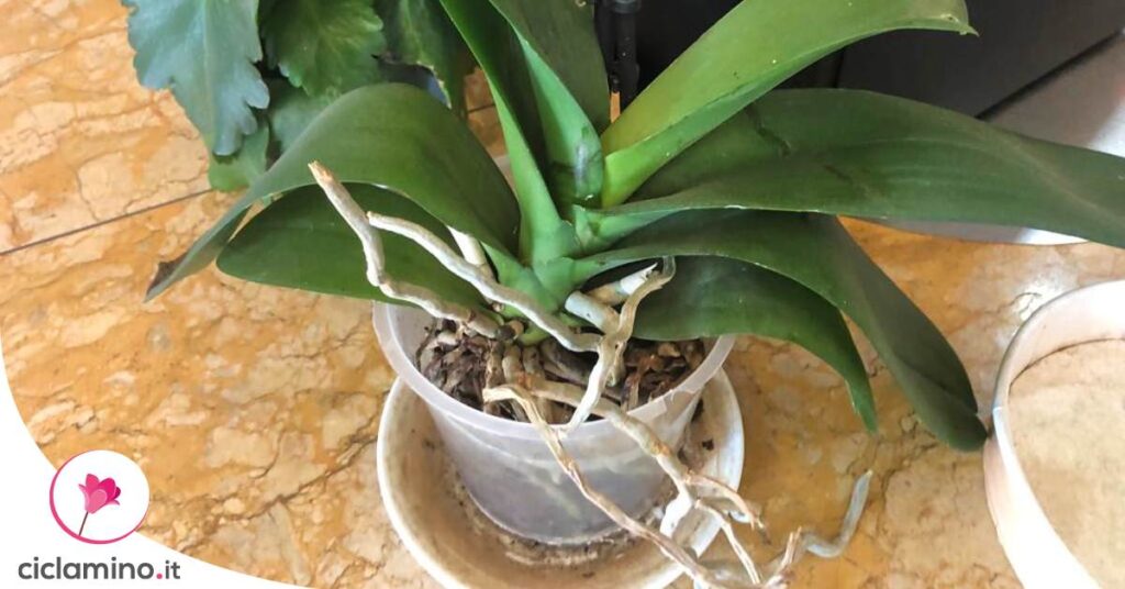 orchidea-radici-fuori-dal-vaso