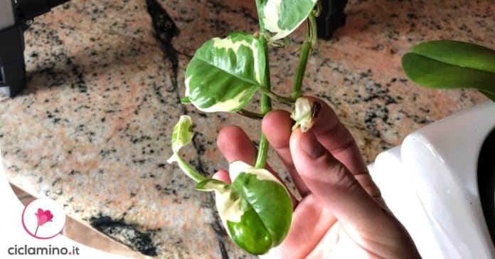 pothos-foglie-nuove-macchiate