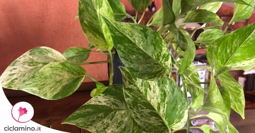 pothos-marble-queen