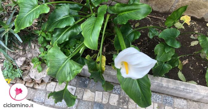 calla-fiori-cadenti