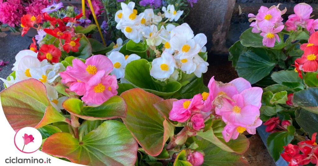 coltivare-begonia-in-casa