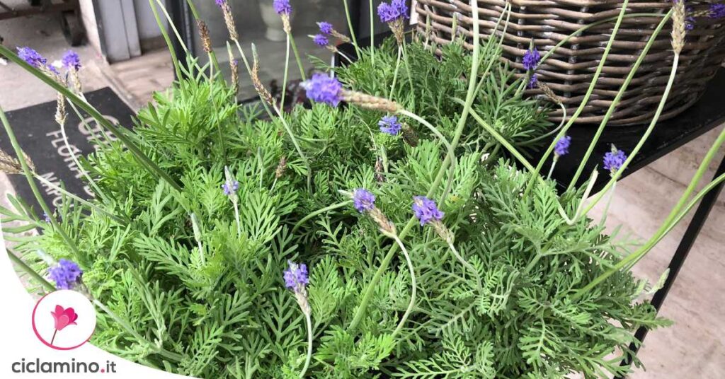 cura-lavanda-in-balcone
