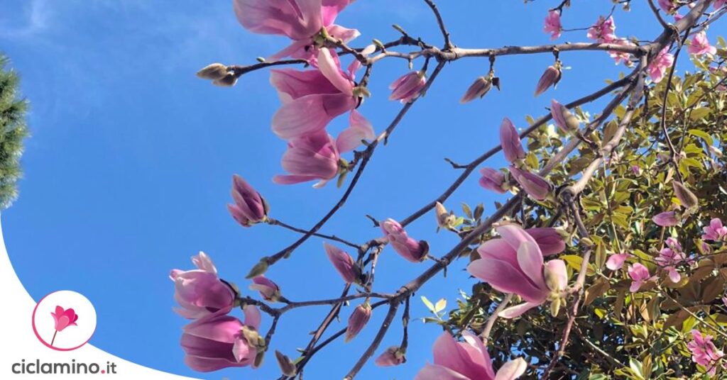 magnolia-satisfaction