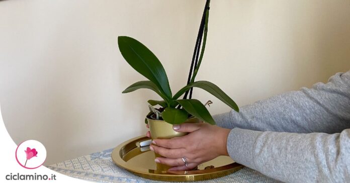 ruotare-orchidea-luce