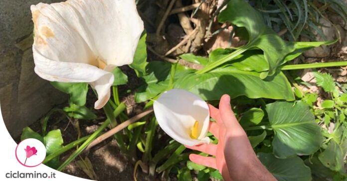 stimolare-fiori-calla