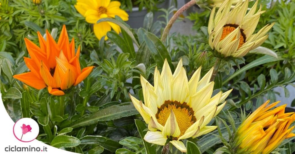 stimolare-fiori-gazania