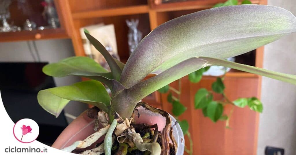 orchidea-foglie-rosse
