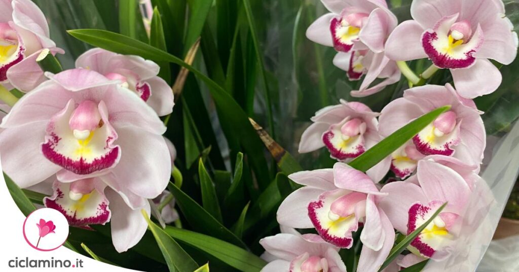 come-far-fiorire-cymbidium