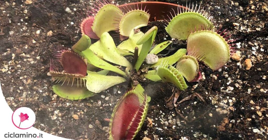 guida-definitiva-dionaea