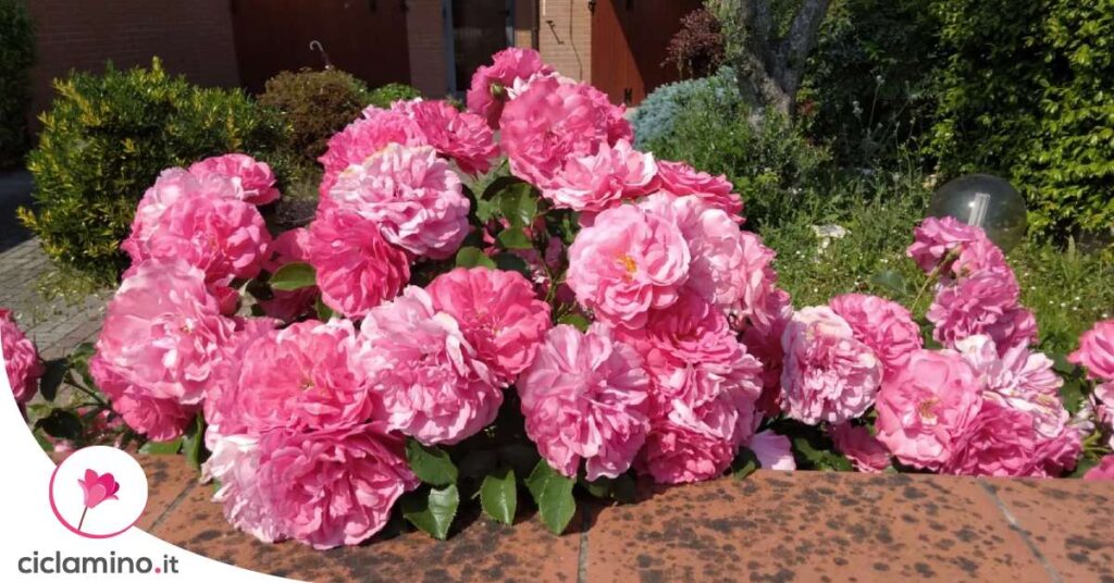 rosa-gallica