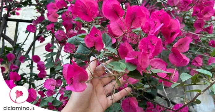 bouganville-non-fa-fiori