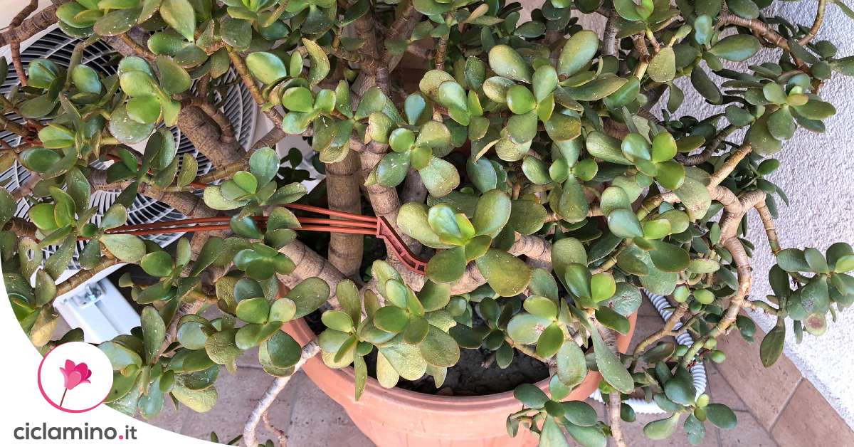 Se hai un Albero di Giada e il Caldo ti preoccupa segui questi Consigli