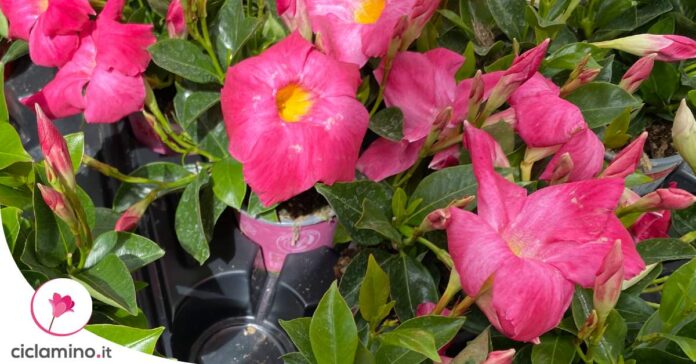 curare-dipladenia-caldo