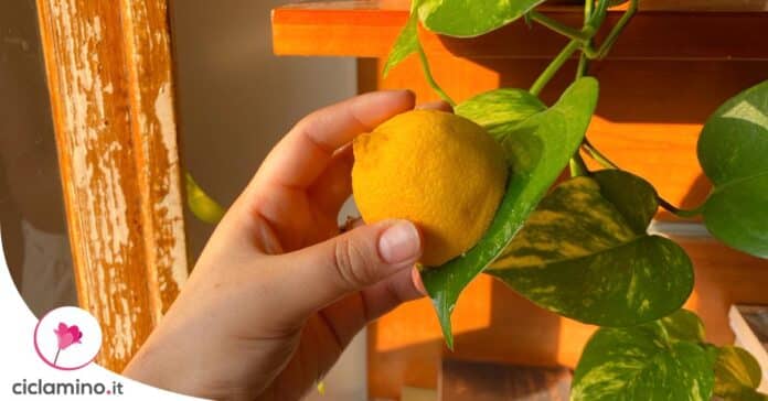 lucidare-foglie-pothos-limone