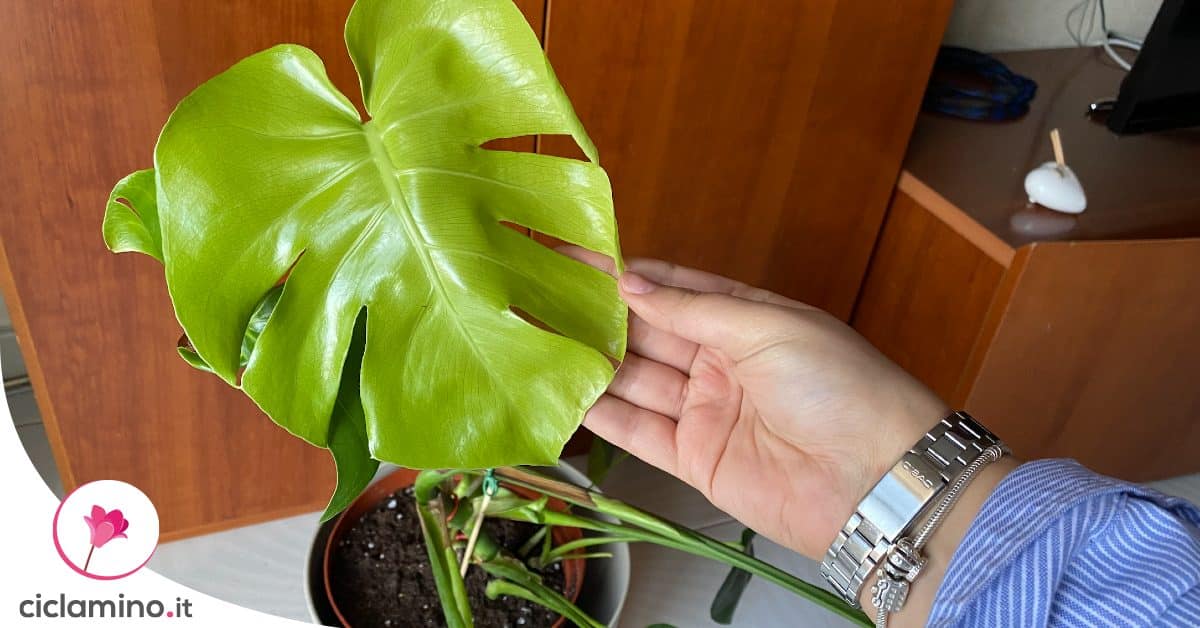 Qual  l'ambiente ideale per la Monstera? Scoprilo seguendo questi consigli