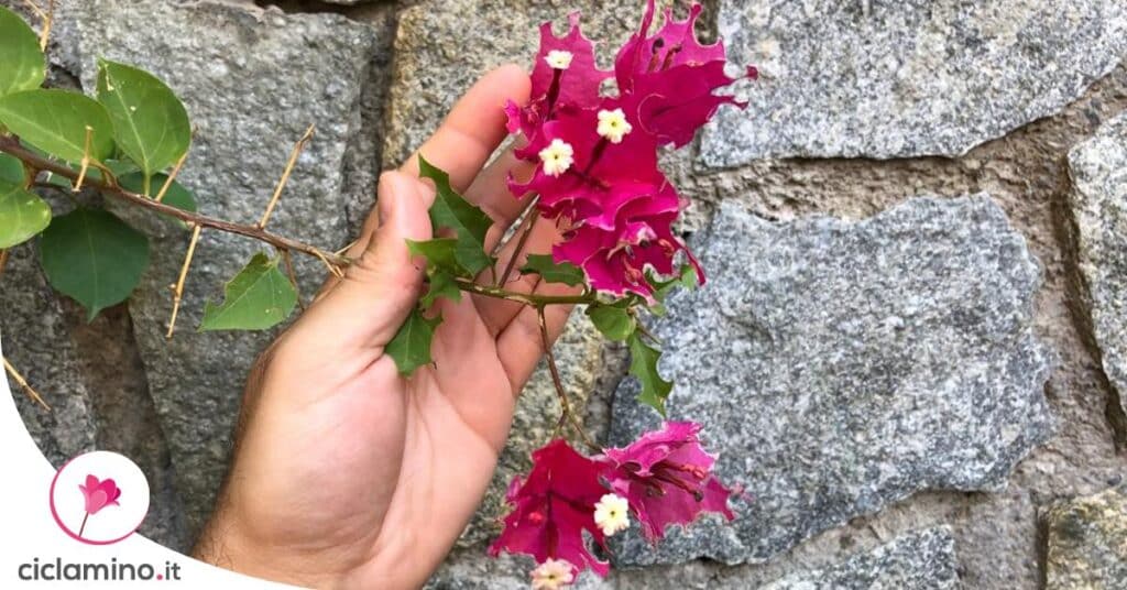 bouganville-fiori-mangiati