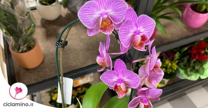 come-curare-orchidea-settembre-regole
