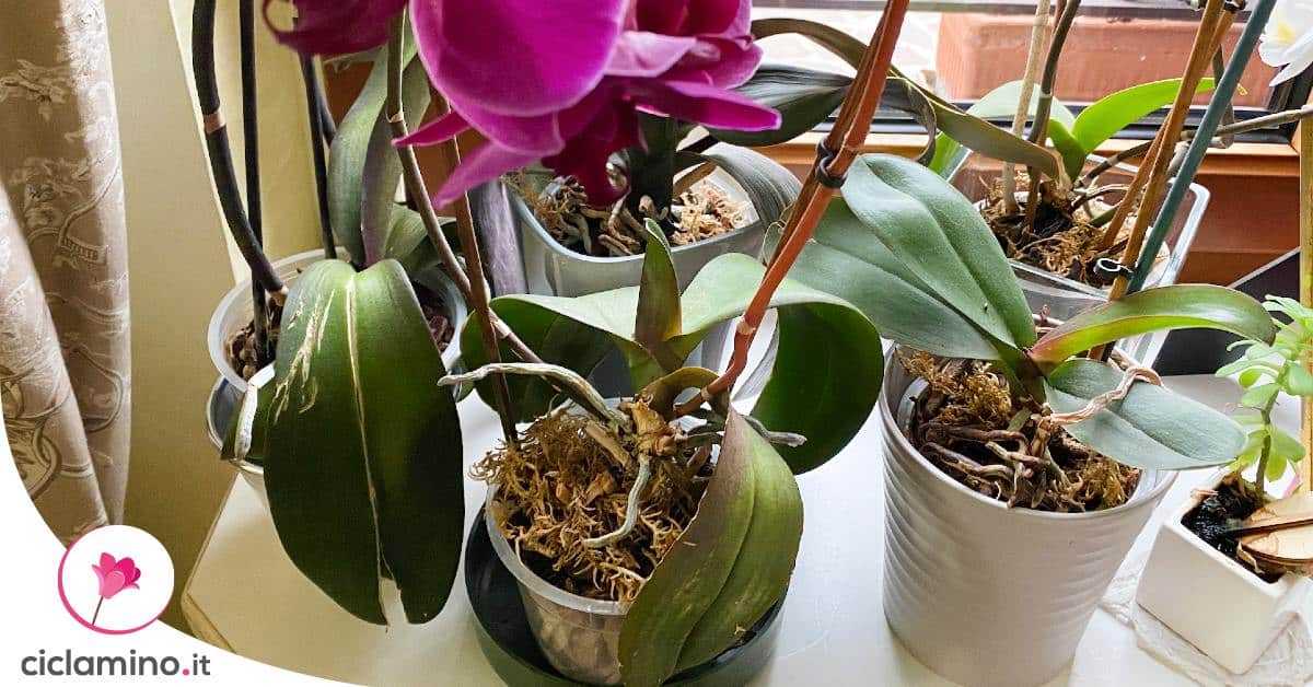 Felce Artificiale Capelvenere Robin Con Radici Aeree – 5 Foglie, 50cm, Pianta Finta Realistica Per Decorazioni E Bouquet