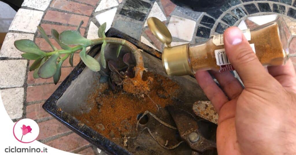 come-usare-cannella-piante